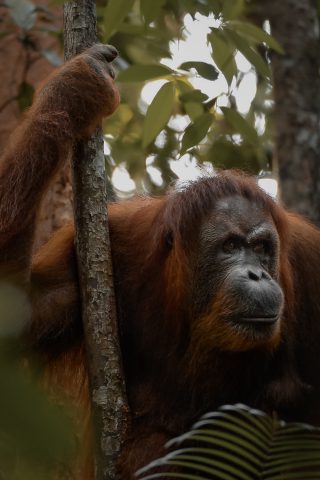 2019 - Bukit Lawang