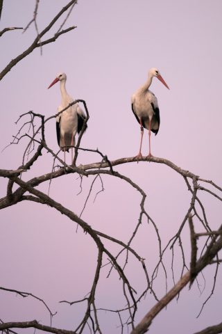2020 - Cigüeñas