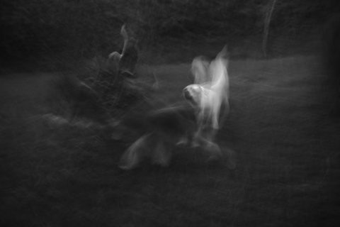 2022 - Pelea de perros