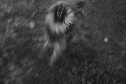 2022 - Pelea de perros