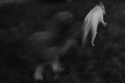 2022 - Pelea de perros