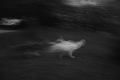 2022 - Pelea de perros