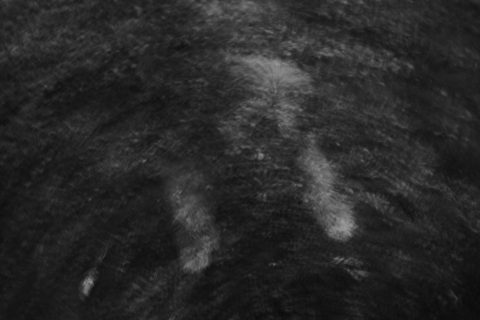 2022 - Pelea de perros