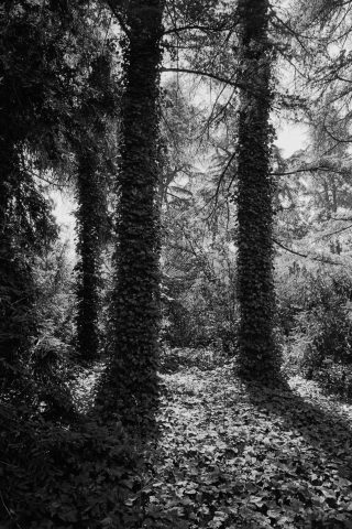 2025 - Analógico B&N